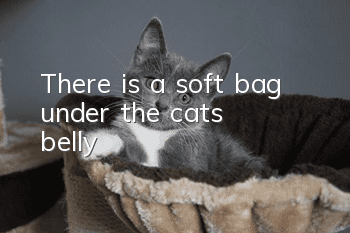 There is a soft bag under the cat’s belly