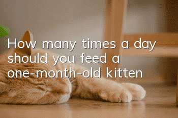 How many times a day should you feed a one-month-old kitten?