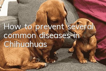 How to prevent several common diseases in Chihuahuas