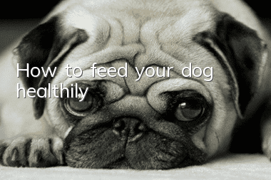 How to feed your dog healthily?