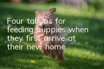 Four taboos for feeding puppies when they first arrive at their new home