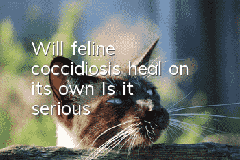 Will feline coccidiosis heal on its own? Is it serious?