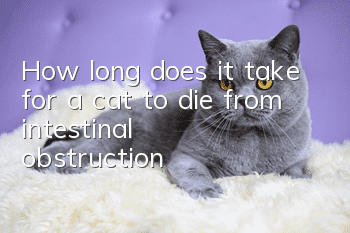 How long does it take for a cat to die from intestinal obstruction?