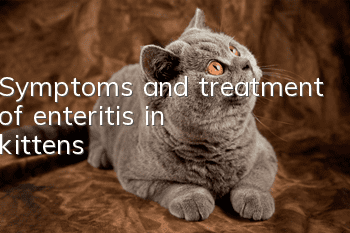 Symptoms and treatment of enteritis in kittens