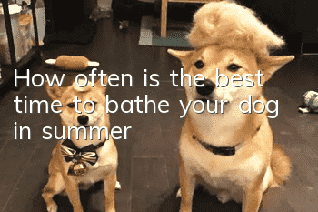 How often is the best time to bathe your dog in summer?