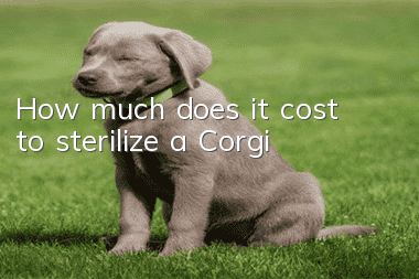 How much does it cost to sterilize a Corgi?
