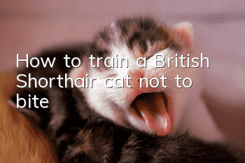 How to train a British Shorthair cat not to bite