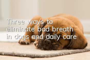 Three ways to eliminate bad breath in dogs and daily care