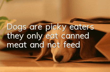 Dogs are picky eaters: they only eat canned meat and not feed