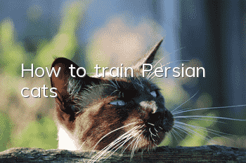 How to train Persian cats