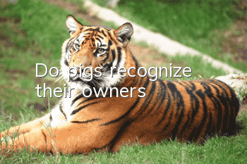 Do pigs recognize their owners?