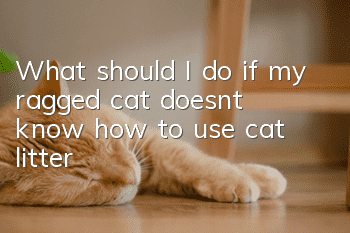 What should I do if my ragged cat doesn’t know how to use cat litter?