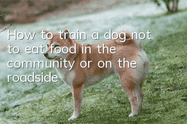 How to train a dog not to eat food in the community or on the roadside?