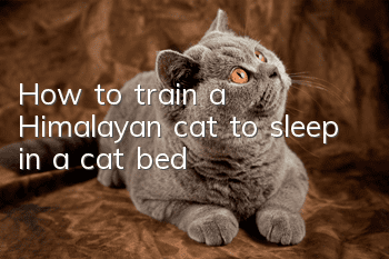 How to train a Himalayan cat to sleep in a cat bed