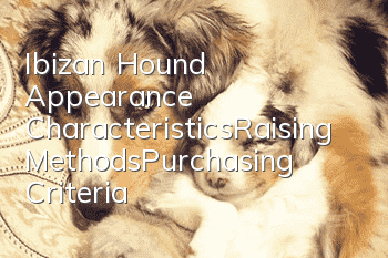 Ibizan Hound Appearance Characteristics_Raising Methods_Purchasing Criteria