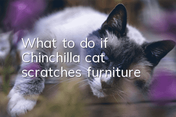 What to do if Chinchilla cat scratches furniture