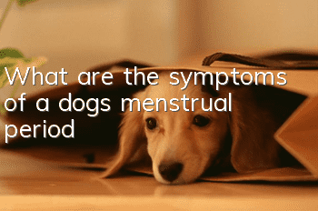 What are the symptoms of a dog’s menstrual period?