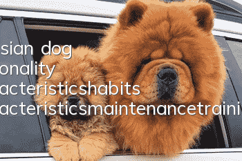 Eurasian dog personality characteristics_habits characteristics_maintenance_training