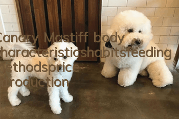 Canary Mastiff body characteristics_habits_feeding methods_price introduction