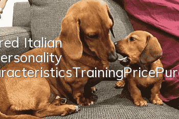 Short-haired Italian Hound’s Personality Traits_Characteristics_Training_Price_Purchasing Tips