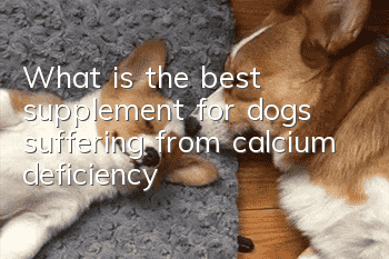 What is the best supplement for dogs suffering from calcium deficiency?