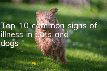Top 10 common signs of illness in cats and dogs!