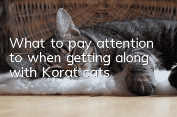What to pay attention to when getting along with Korat cats