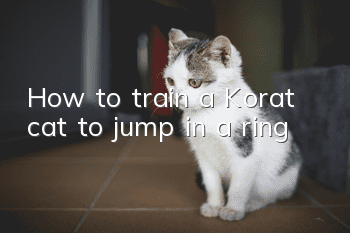 How to train a Korat cat to jump in a ring
