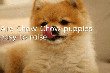 Are Chow Chow puppies easy to raise?