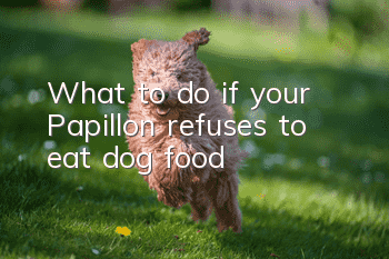 What to do if your Papillon refuses to eat dog food
