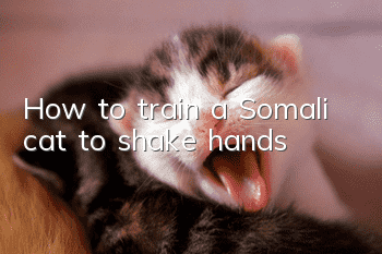 How to train a Somali cat to shake hands
