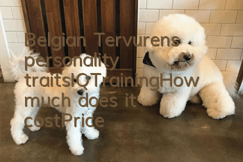 Belgian Tervuren’s personality traits_IQ_Training_How much does it cost|Price