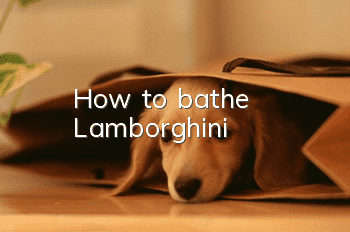 How to bathe Lamborghini