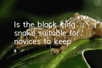 Is the black king snake suitable for novices to keep?