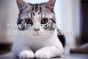 How to teach a Balinese cat to swim