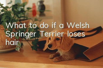 What to do if a Welsh Springer Terrier loses hair