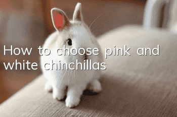 How to choose pink and white chinchillas