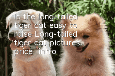 Is the long-tailed tiger cat easy to raise? Long-tailed tiger cat pictures | price | introduction