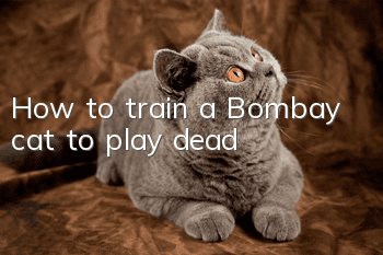 How to train a Bombay cat to play dead