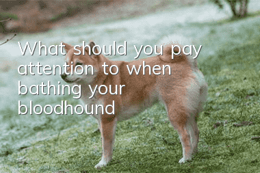 What should you pay attention to when bathing your bloodhound?