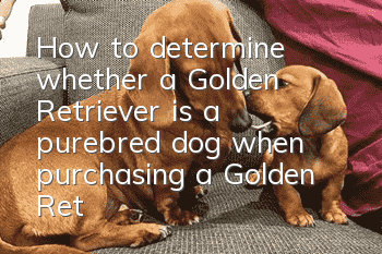 How to determine whether a Golden Retriever is a purebred dog when purchasing a Golden Retriever