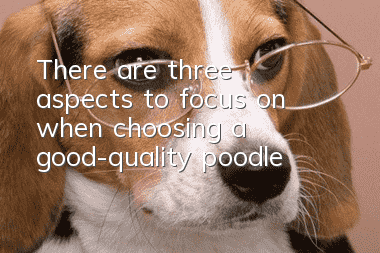 There are three aspects to focus on when choosing a good-quality poodle:
