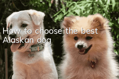 How to choose the best Alaskan dog