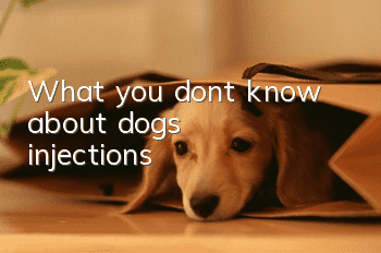 What you don’t know about dogs’ injections