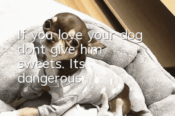 If you love your dog, don’t give him sweets. It’s dangerous!