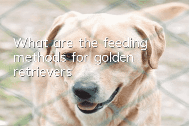 What are the feeding methods for golden retrievers?