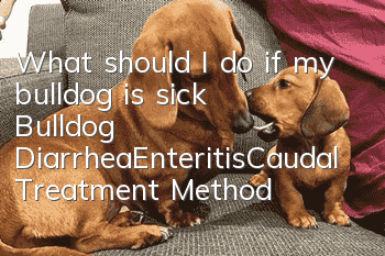 What should I do if my bulldog is sick? Bulldog Diarrhea_Enteritis_Caudal Treatment Methods