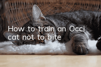 How to train an Occi cat not to bite