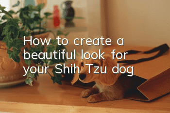 How to create a beautiful look for your Shih Tzu dog