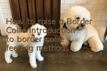 How to raise a Border Collie? Introduction to border collie feeding methods